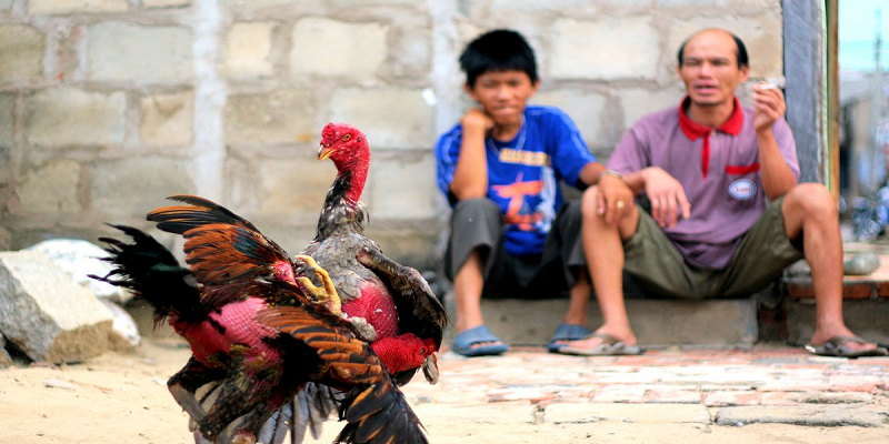Đá gà trực tuyến Campuchia là gì?